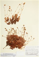 藏品(簇狀虎耳草)的圖片